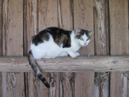 spotted cat sits on a log against the background of a wooden wall