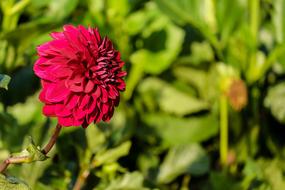 Dahlia Flower Blossom in the garden on a blurred background