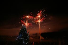 Fireworks Night Fir