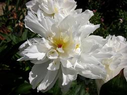 White Peony Flowers at garden