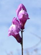 purple antirrhinum majus