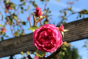 Red Rose Blossom Bloom on wood