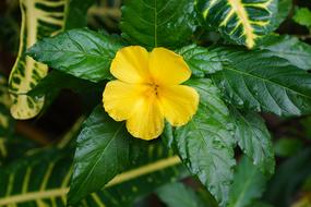 Flower Hibiscus Yellow close-up
