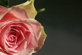 closeup picture of Flower Pink petals