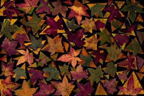 colored leaves on the ground
