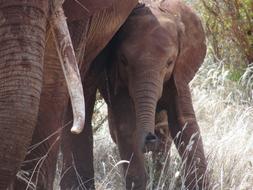 brown elephants on safari