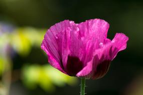 closeup picture of purple Poppy Flower