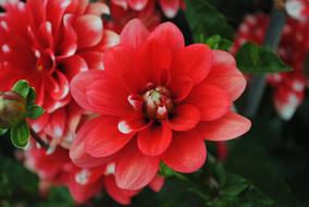 red and white flowers in the garden