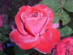 pink rose in dew close up