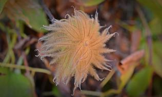 fluffy flower in the grass