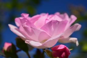macro photo of Pink Rose bloom at garden