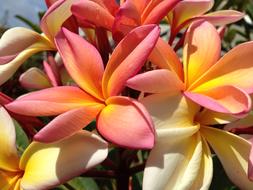 Plumeria Tricolor Madeira