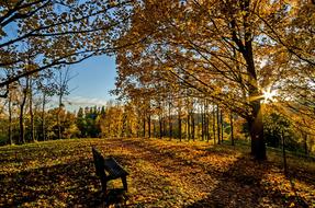 bench beneath Golden tree, Autumn landscape, germany, kaiserstuhl, lily valley