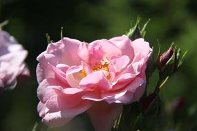 macro photo of Pink Flower Rose