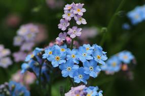 Me-Nots Flowers at Nature