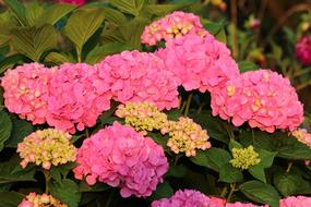 delicate pink hydrangea in the garden