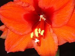 Close-up of the beautiful, red, orange, yellow and white amaryllis flower