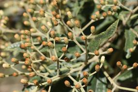 small buds of green plant