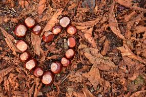 Heart shaped Chestnuts