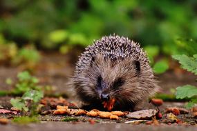 enchanting Hedgehog Child