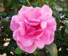 Rose Pink Roses Ply
