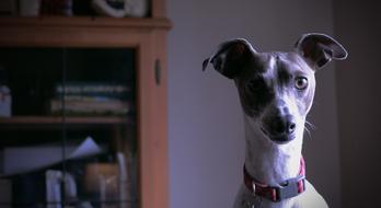 cute dog in the room