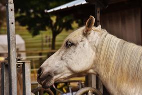 white horse on the farm close-up