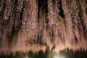 Night Wisteria Trellis Fall