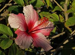 Hibiscus Purple Pink Close