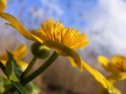 Spring Flower Blue Sky