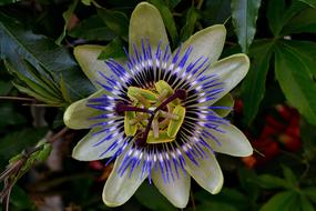 Passionflower as a Exotic Bush