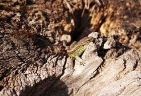 green lizard in the rocks