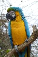 Colourful Parrot Macaw on branch