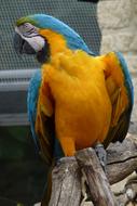 Parrot Macaw bird Looking Away
