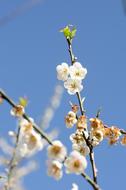 Close-up of the beautiful plum plant with colorful, blossoming flowers on the branches, in the spring, under the blue sky