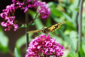 Butterfly Butterflies Colors