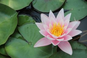 Water Lily Millenaris at pond