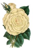 lush roses on a branch as an illustration