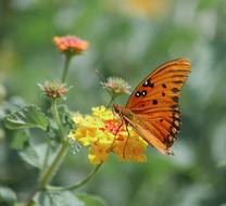 incredible orange Butterfly Insect