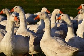wonderful Geese Schaar