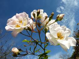 Close-up of the beautiful, blossoming, colorful rose flowers and buds on the plant, in the summer
