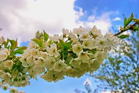 lush flowering branch against the sky