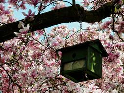 bird house on a beautiful tree