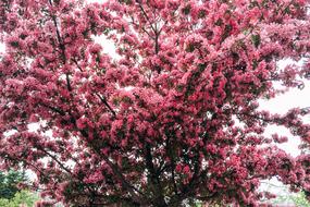 Close-up of the beautiful, blossoming cherry tree with pink flowers in the spring