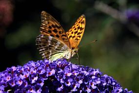 Summer Lilac Butterfly