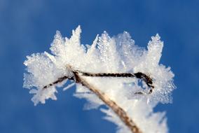 Frost Frozen Winter