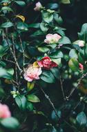 Flowers Blooming at Spring