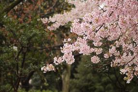 Close-up of the beautiful and colorful, blossoming cherry tree near the other trees