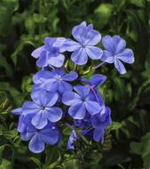 blue phlox garden flowering