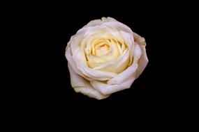 Rose White Petals